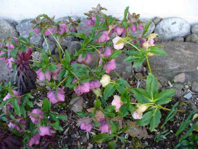 Helleborus_58.jpg
