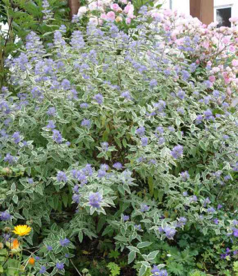 Caryopteris_clandonensis_WhiteSurprise-14-1.jpg