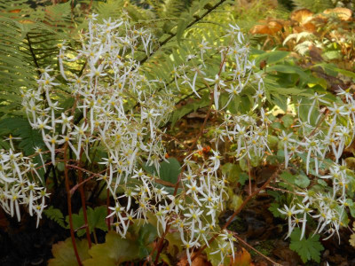 Saxi cortusifolia var. fortunei2.JPG