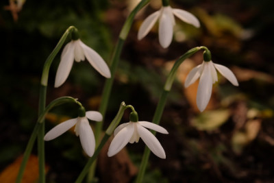 DSCF0417_4258.JPG