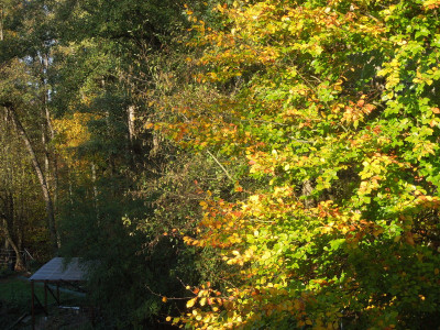 Herbstlaub_1.jpg