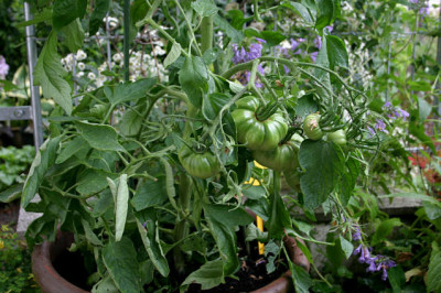 Tomaten00407.jpg