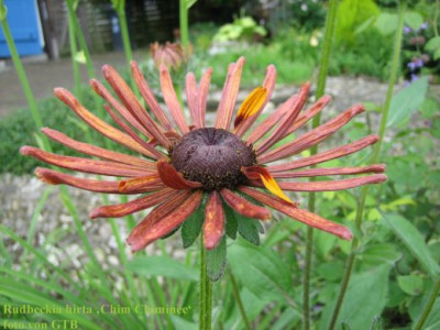 Rudbeckia_hirta_Chim_Chiminee_62051.jpg