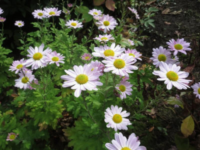 Chrysanthemum 'Hebe'_6173.jpg