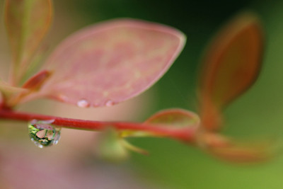 Berberis-Tropfen.jpg