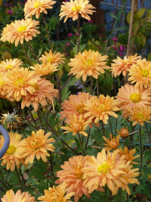 Chrysanthemum-KleinerBernstein-2010-1.JPG