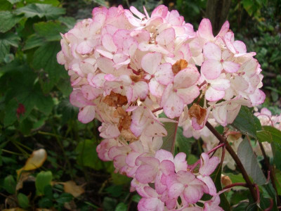 IMGP2520.JPG