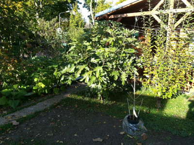 IMG_20191024_154107.jpg
