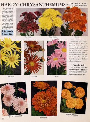 flowerfieldflowe1940.jpg