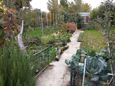 Gemüsegarten 20191019.jpg