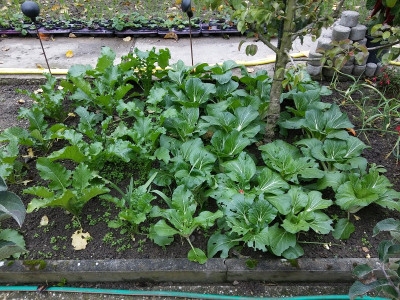 Kohl 20191019.jpg