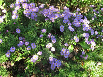 asterblau.img.JPG