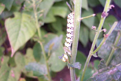 K640_100_3745.JPG