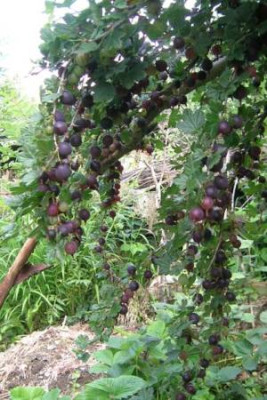 DSCN1957_schwarze_honigbeere_kl.jpg