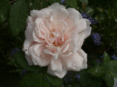 Viscountess-Folkestone-07-07.jpg