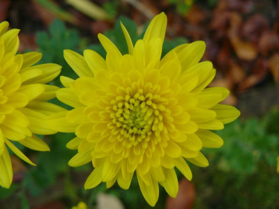 Chrysanthemum x hortorum ´ Goldmarie´  Winteraster.jpg