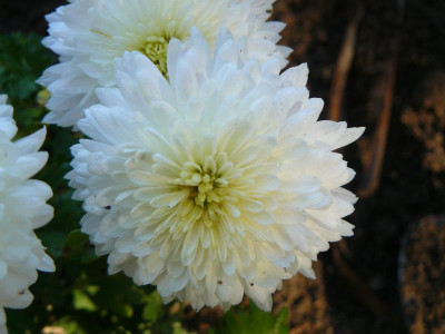 Chrysanthemum x hortorum ´Schneesturm´ Winteraster.jpg