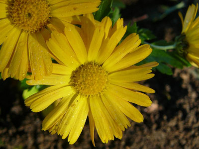 Chrysanthemum x hortorum ´Helloween ´   Winteraster.jpg