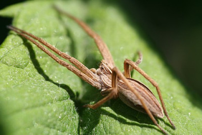 spinne.JPG