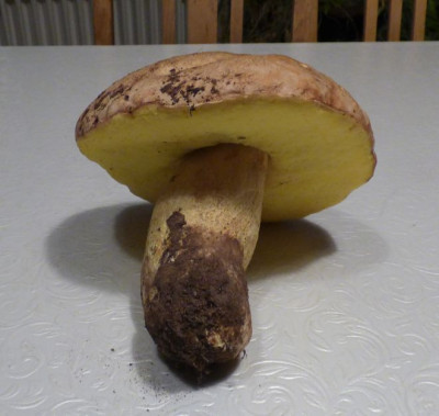 Boletus1.jpg