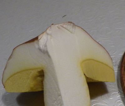Boletus4 Schnitt.jpg