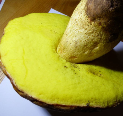 Boletus3.jpg