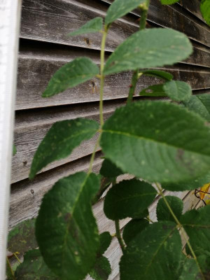 IMG_20191029_121039.jpg