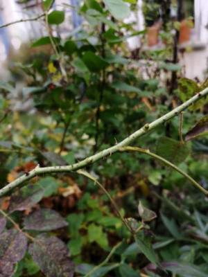 IMG_20191029_121311.jpg