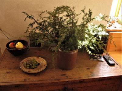 wacholder.img.JPG