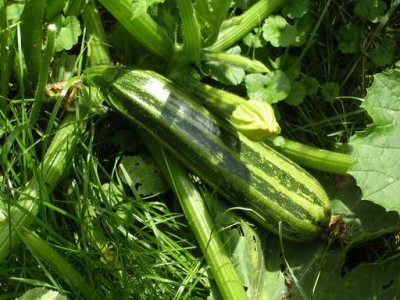 Zucchini.JPG