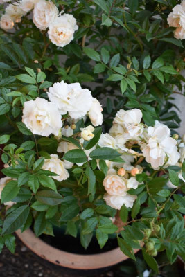 Birkach Pflaumen, Lillyrose 009.JPG