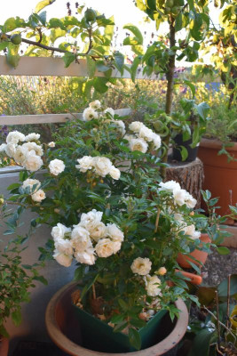 Birkach Pflaumen, Lillyrose 008.JPG