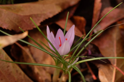 DSCF0456_4271.JPG