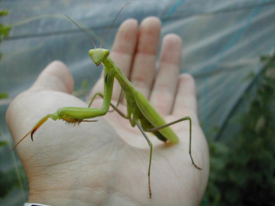 b_mantis.jpg