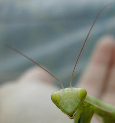 b_mantis_kopf.jpg