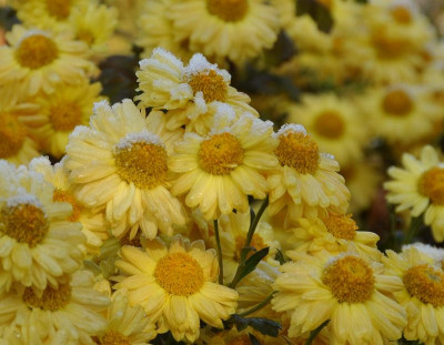 Chrysantheme_3.jpg