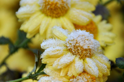 Chrysantheme_4.jpg