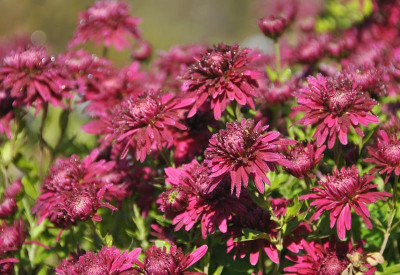 Chrysantheme_1.jpg