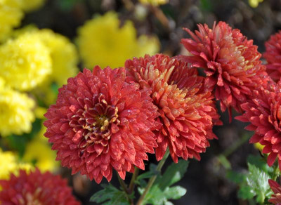 Chrysantheme_2.jpg