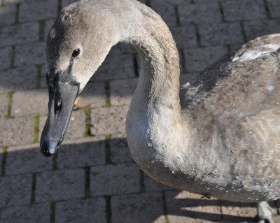 Schwan.jpg