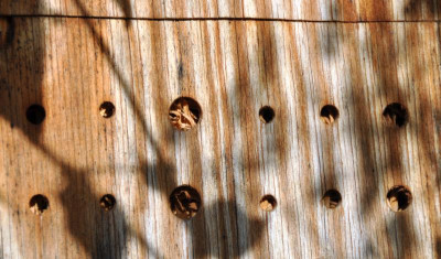 Insektenhotel_2.jpg