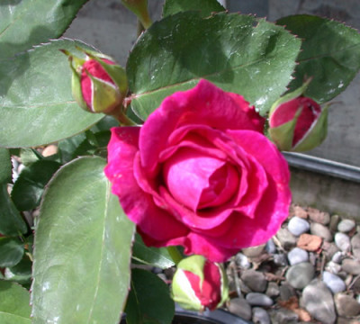 Hans_Rathgeb_X0010__33772.jpg