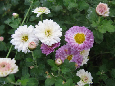Julia Sport Blommorvan 311018.JPG
