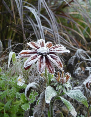 FrostRudbeckia.jpg