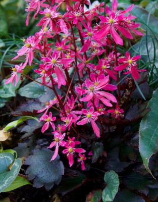 saxifraga_cortusifolia_black_ruby.jpg