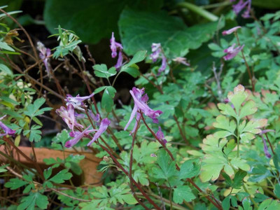 corydalis-blackberry-wine (1).jpg