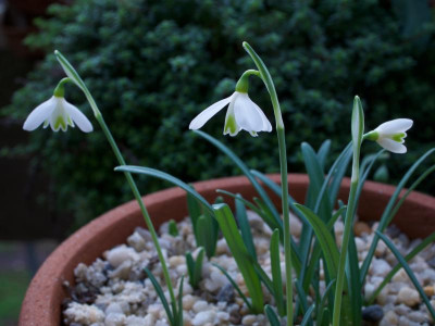 galanthus-peshmenii-neu.jpg