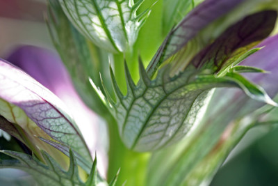 Acanthus-Versuch-1.jpg