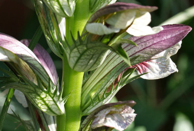 Acanthus-Versuch-2.jpg