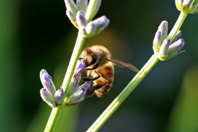Biene-auf-Lavendel.jpg